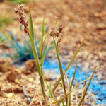 Stems of Spiny burr grass