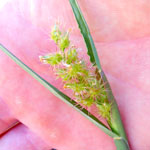Head of Spiny burr grass nestled in a hand