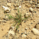 Spiny burr grass plant 