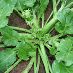 Green root system of spiny emex