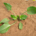 Green leaves of spiny emex