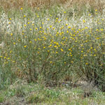 St Barnaby's thistle infestation
