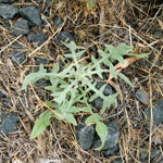 St Barnaby's thistle seedling rosette