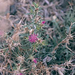 Vivid pink star shaped flowers of star thistle