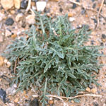 Single green leafy star thistle