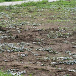 Stemless thistle infestation