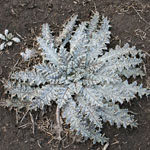 Whole plant of stemless thistle