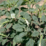 Whole plant of Thorn apple (recurved)