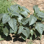 Young plant of Thorn apple (recurved)