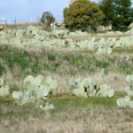 Wheel cactus infestation