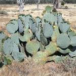Whole Wheel cactus plant