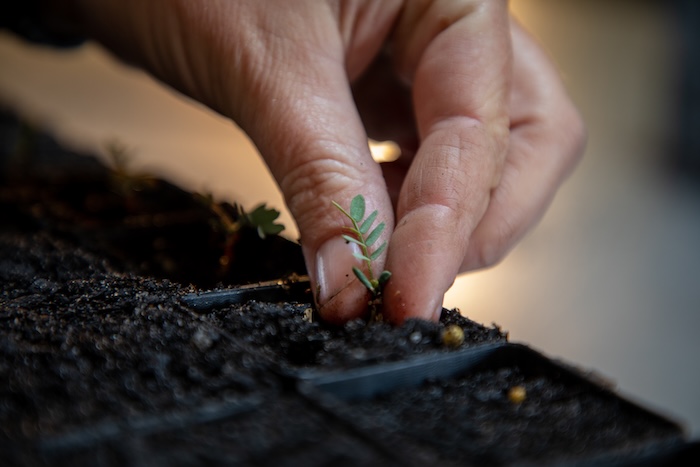 A close-up of a hand planting a plant in soil