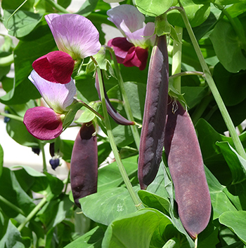 Image of the purple pea plant with purple flowers and pods
