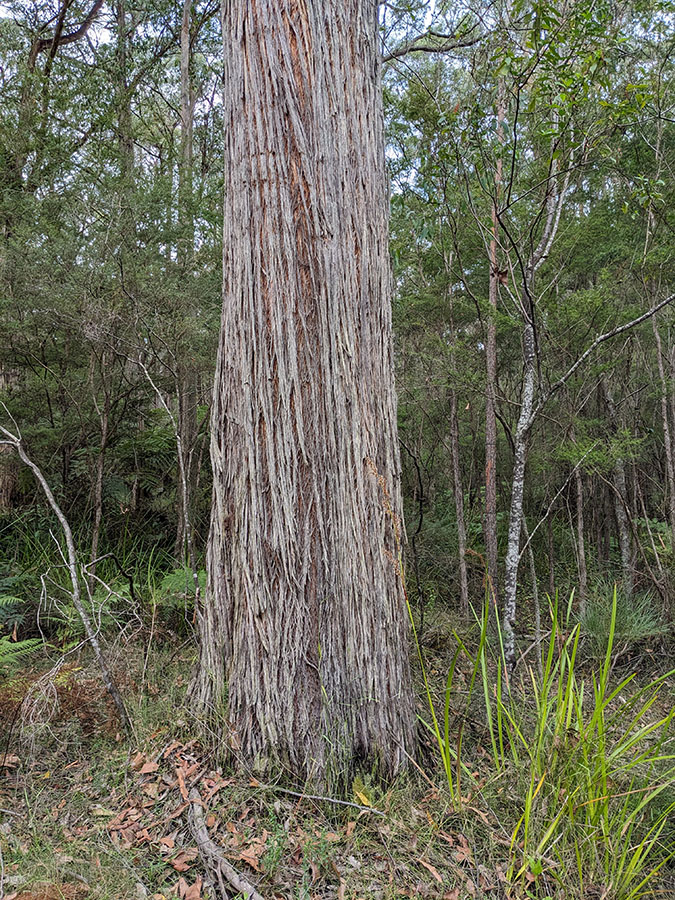 Brown stringybark trunk in a forest