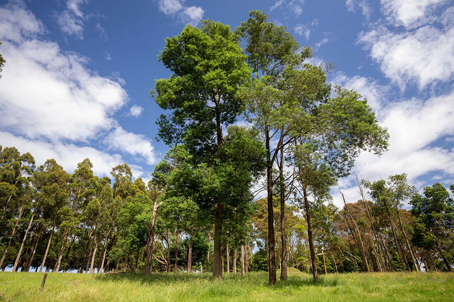 Stand of silver wattle behind several lone examples