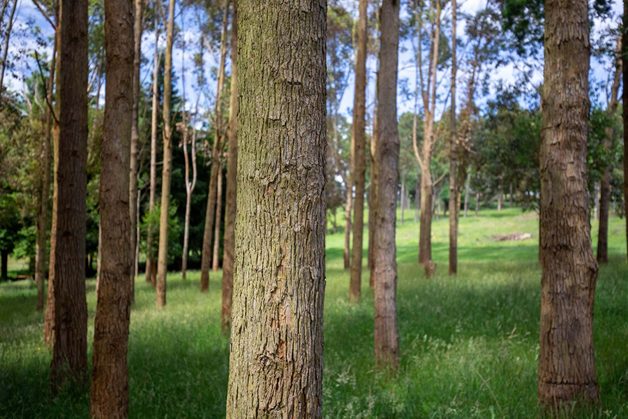 Eye-level view through a well-spaced copse of southern mahogany