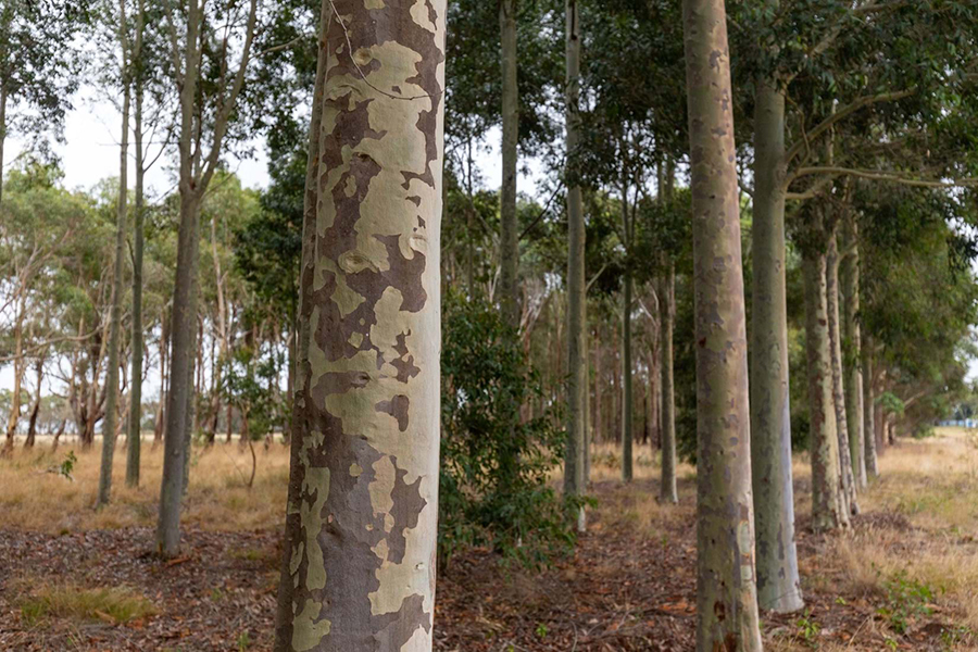 Spotted gum in a plantation