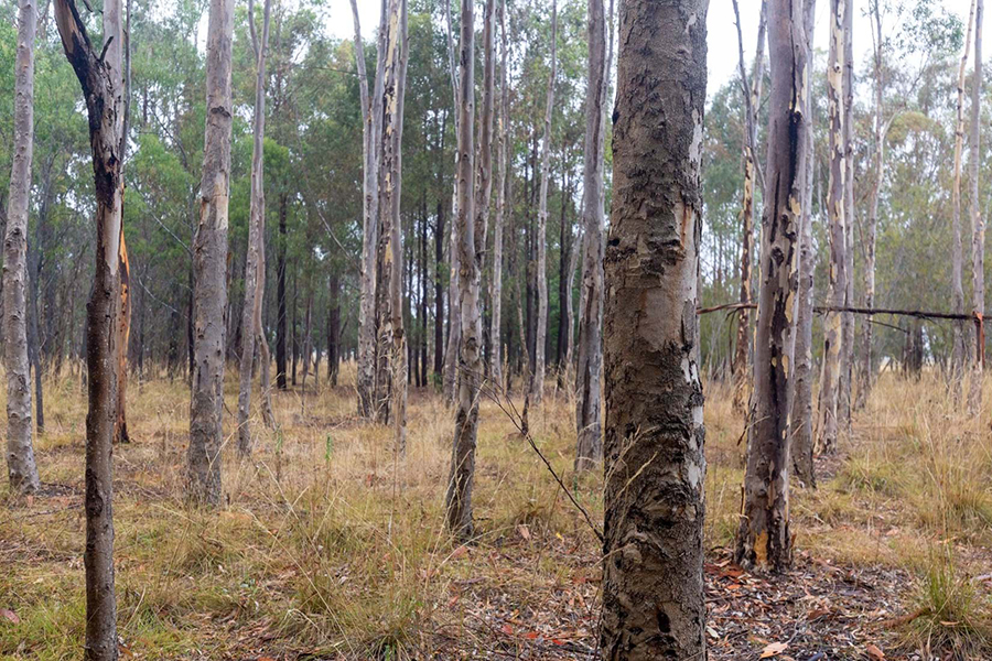 Plantation of sugar gum