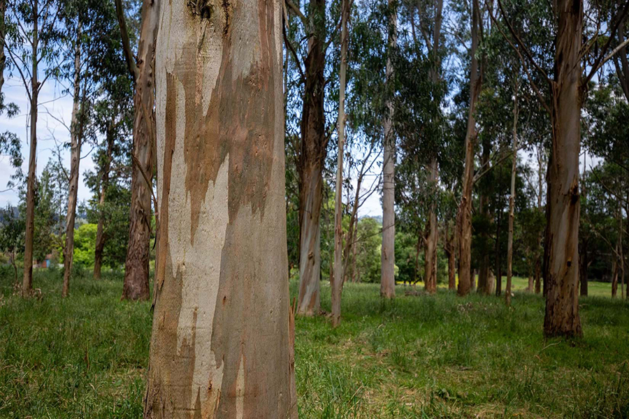Tasmanian blue gum in a stand of trees
