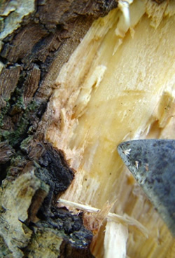 Tree with healthy cambium Tree bark scraped back to reveal healthy cambium layer underneath