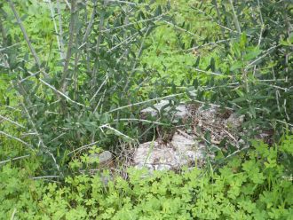 Rapid regrowth from a stump Young regrowth sprouting from an olive tree stump
