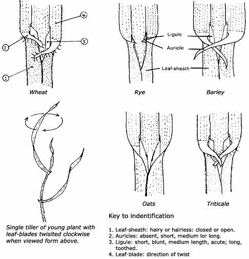 Hand-drawn images representing wheat, rye, barley, oats and triticale