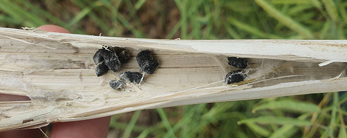 Canola stem opened up to reveal black solid lumps called sclerotes, which are the survival structures of the fungus that cause the disease, Sclerotinia.