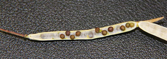 A canola pod opened up to reveal a row of seeds, one of which has sprouted.