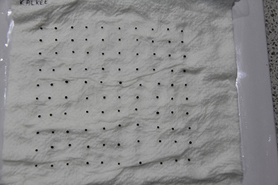 Canola seed in a 10x10 grid pattern on moistened paper towel.