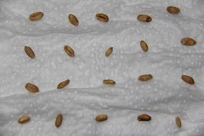 Wheat seed in grid pattern on moistened white paper towel.