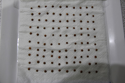 Lentil seed in a 10x10 grid pattern on moist paper towel.