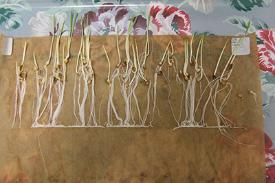 Barley germinating after 4 days on a paper towel in a laboratory.