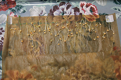 Lentil germinating after 4 days on a paper towel in a laboratory.