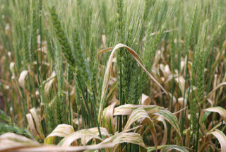 Wheat crops