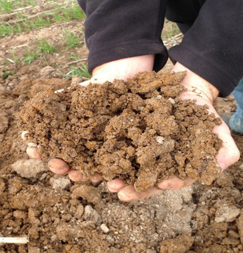 Two photos showing subsoil before and 4 years after amelioration with lucerne pellets and animal manure. The untreated soil is in a hard lump. The treated soil is friable with good structure.  