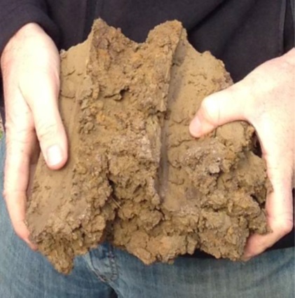 Two photos showing subsoil before and 4 years after amelioration with lucerne pellets and animal manure. The untreated soil is in a hard lump. The treated soil is friable with good structure.  