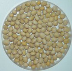 Breeding line 96248-23, clear