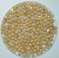 Stephens, grey hilum