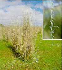 Grassy meadow with dried yellowing tall wheat grass 