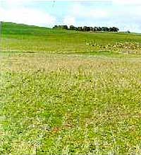 Grassy meadow with trimmed healthy green wheat grass