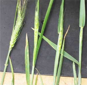 Ears of green wheat in different growth stages 