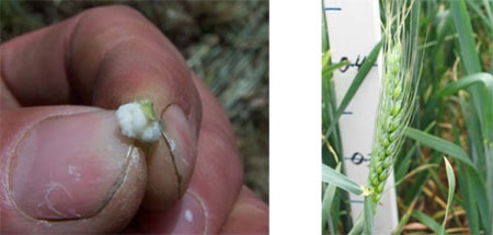 Two images. First image shows a close-up of a hand holding milky-white grain. Second image shows wheat plant with ear 