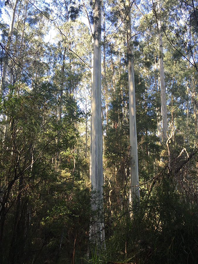 A stand of white-barked manna gum in a forest