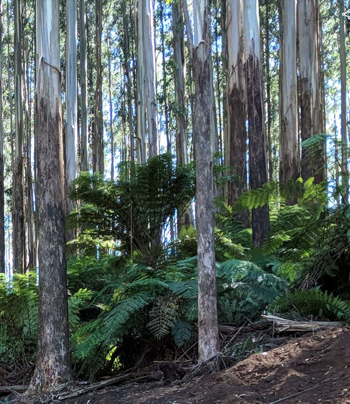 Mountain ash in a forest
