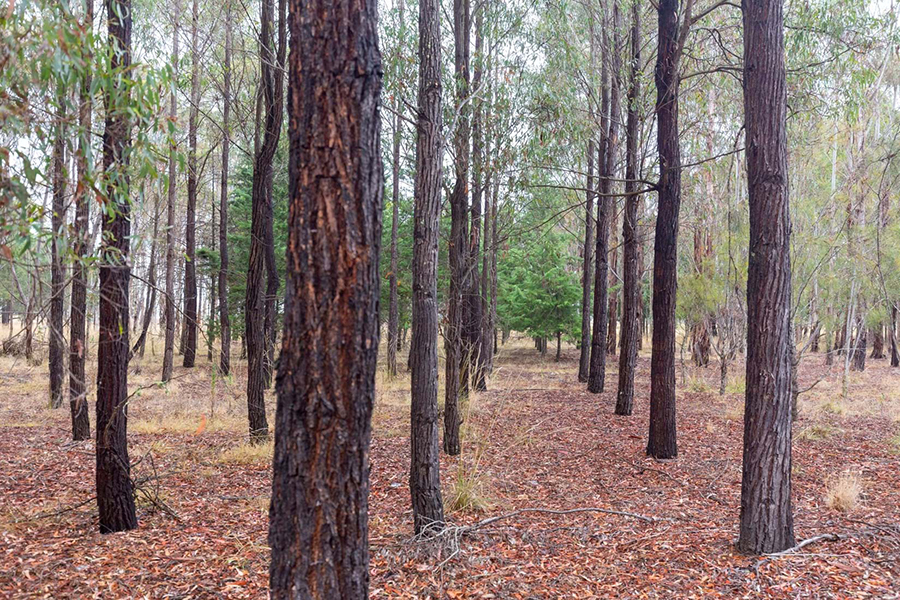Regularly spaced red ironbark in a plantation