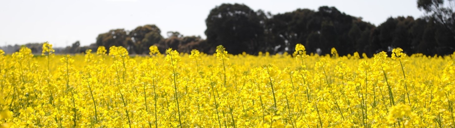 Image of canola in flower in a field. 