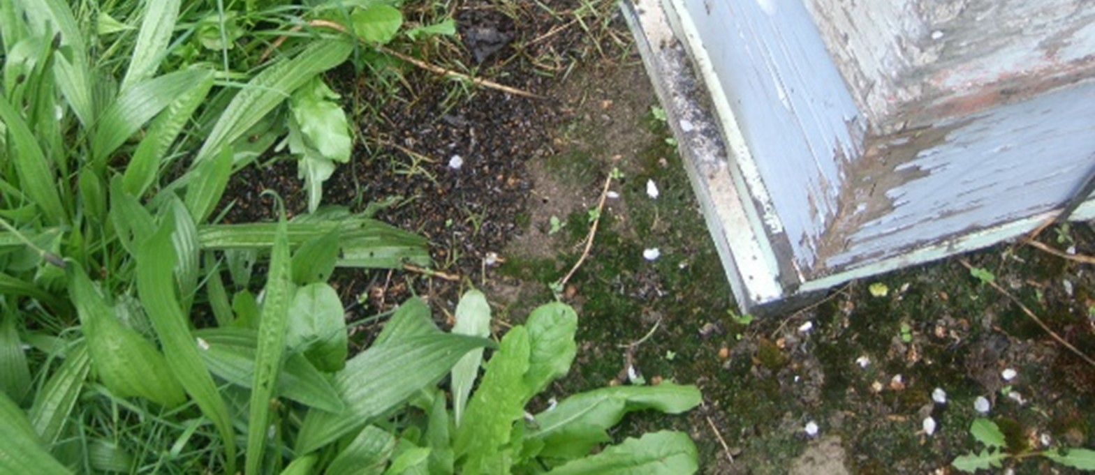 : image of dead bees after a chemical poisoning event.