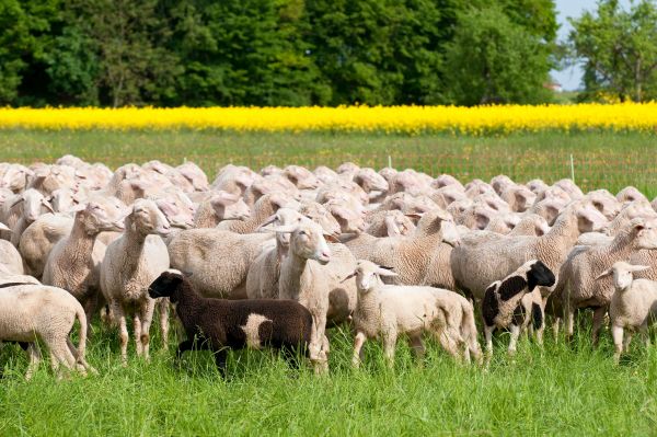 Sheep grazing in a field with canola in the background