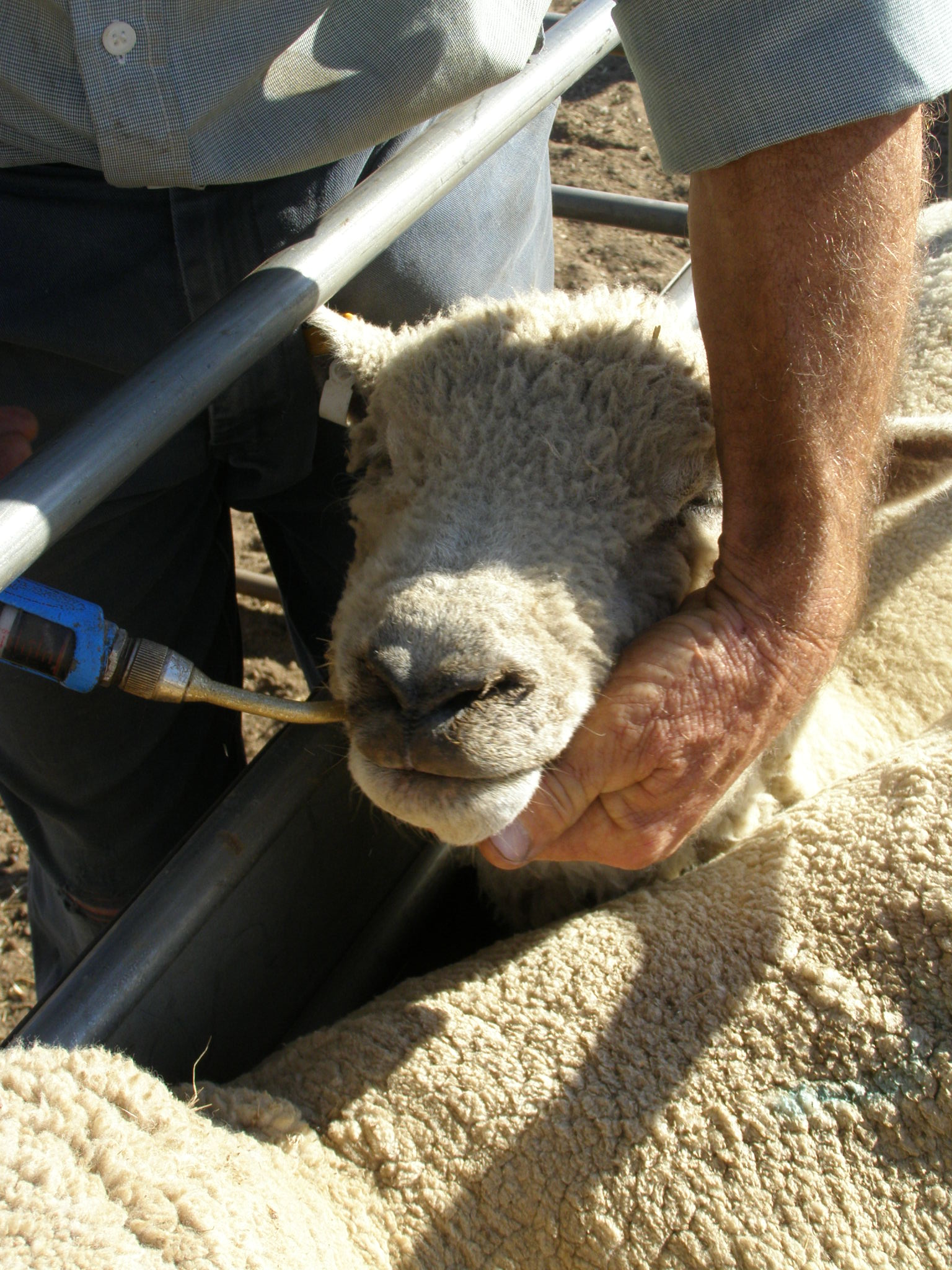 Close up photo of a drenching sheep.