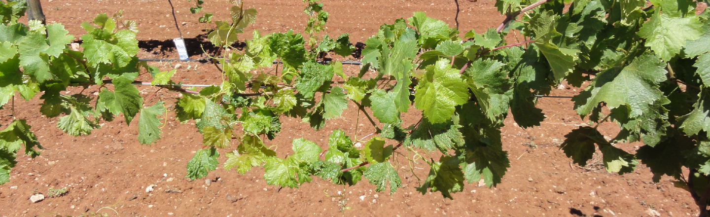 Close up image of spray drift damage on table grape vines.